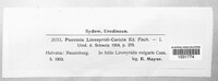 Puccinia linosyridis-caricis image